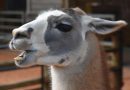 Tour de France 2026 : le ZooParc de Beauval mise sur les sons animaliers