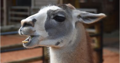 Tour de France 2026 : le ZooParc de Beauval mise sur les sons animaliers Tour de France 2026 : le ZooParc de Beauval mise sur les sons animaliers