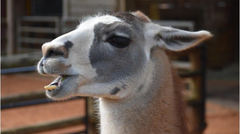 Tour de France 2026 : le ZooParc de Beauval mise sur les sons animaliers